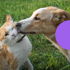 Пухнасті пристрасті