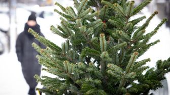 "Штучні ялинки — набагато екологічніше". Юлія Мархель про новий ялинковий сезон